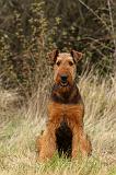 AIREDALE TERRIER 361
